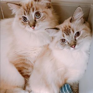 Meet your Posher, Joyce